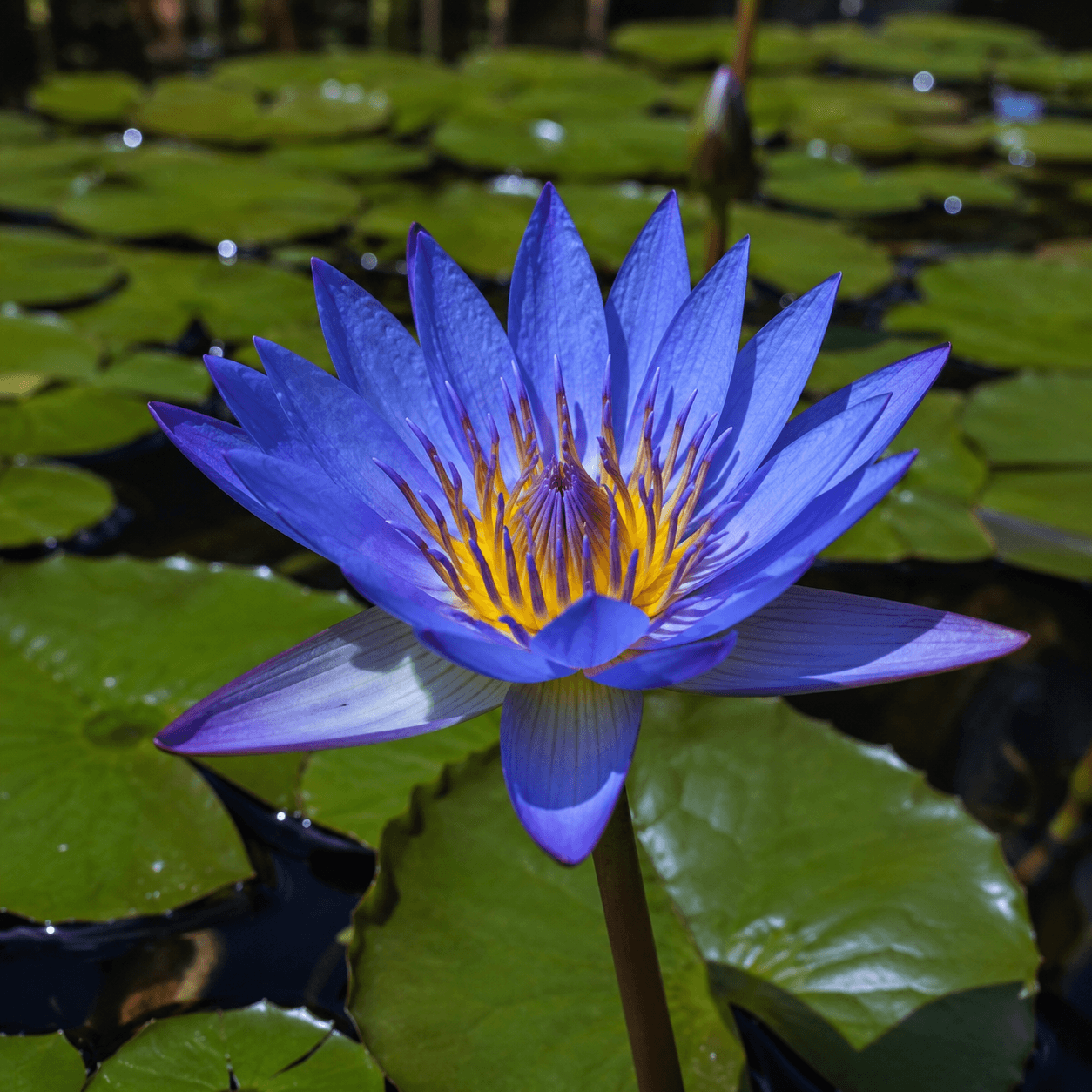 Educational visual for Blue Lotus profile — Nymphaea caerulea flower