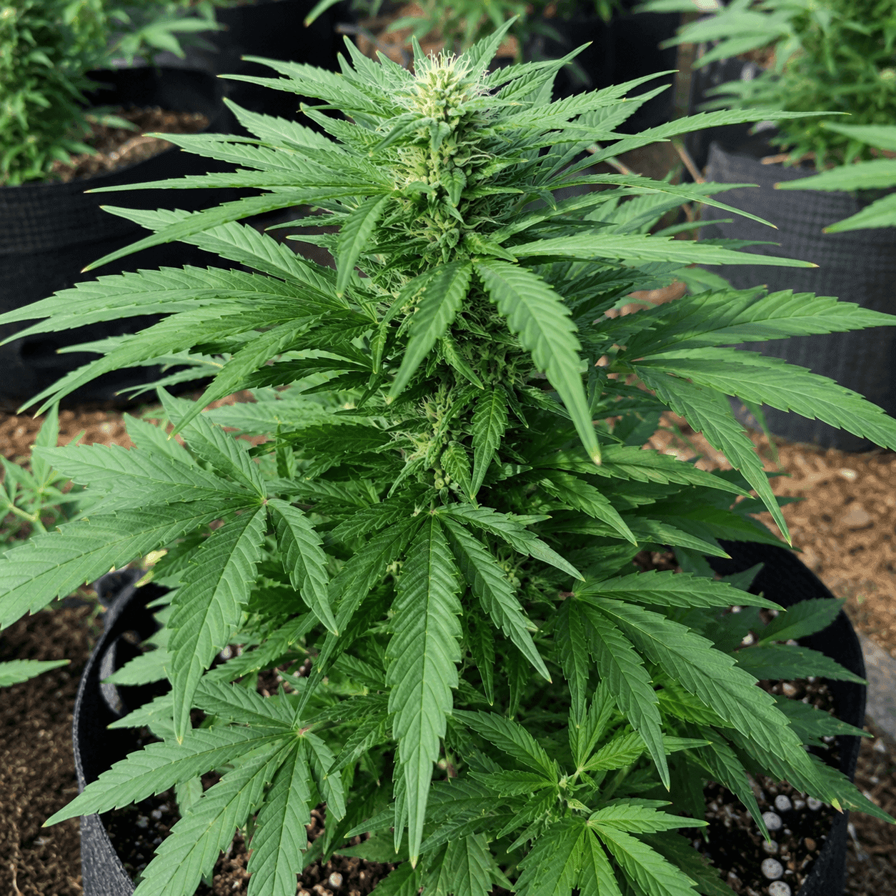 Educational visual for Cannabis profile — cannabis plant