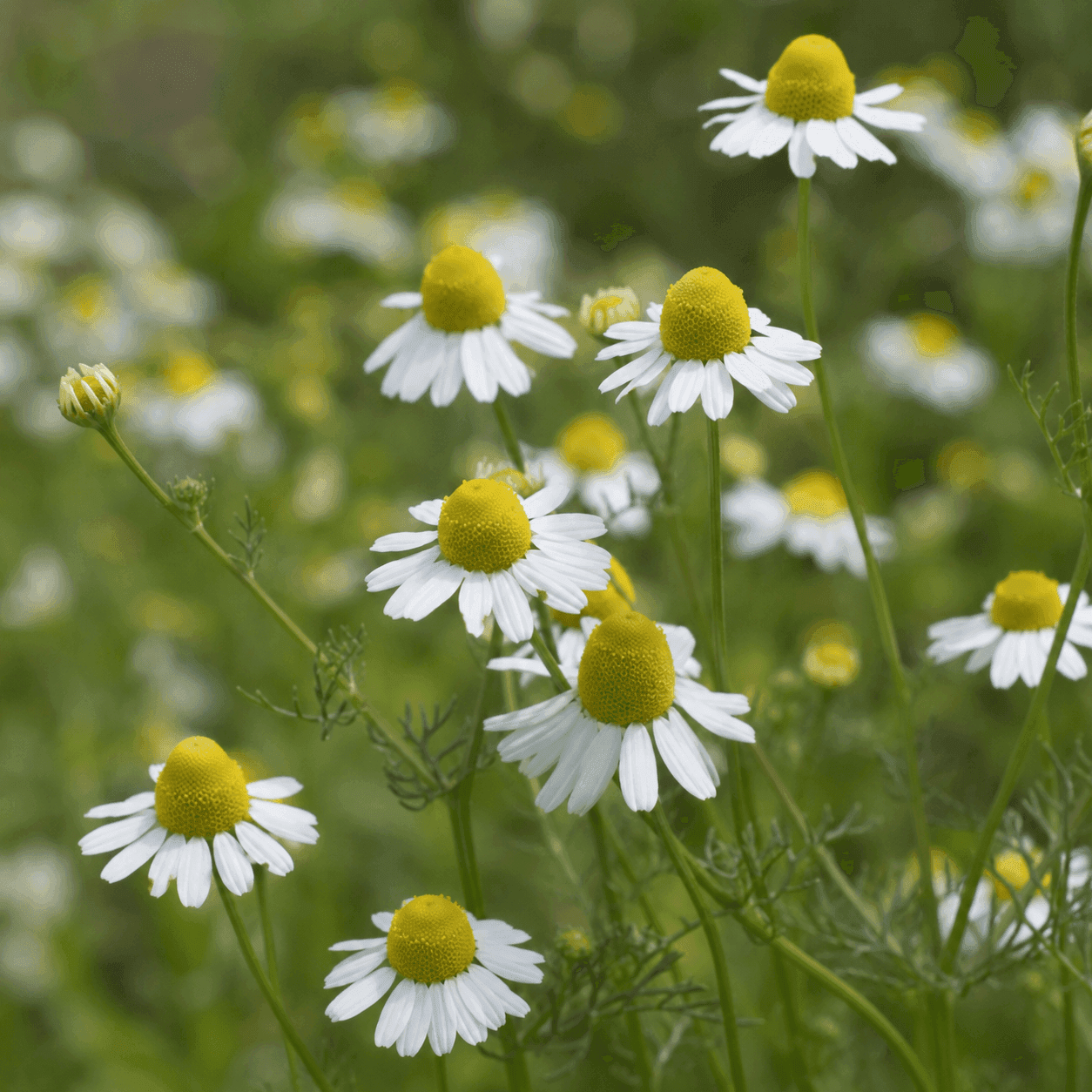 Chamomile botanical flowers — Matricaria chamomilla