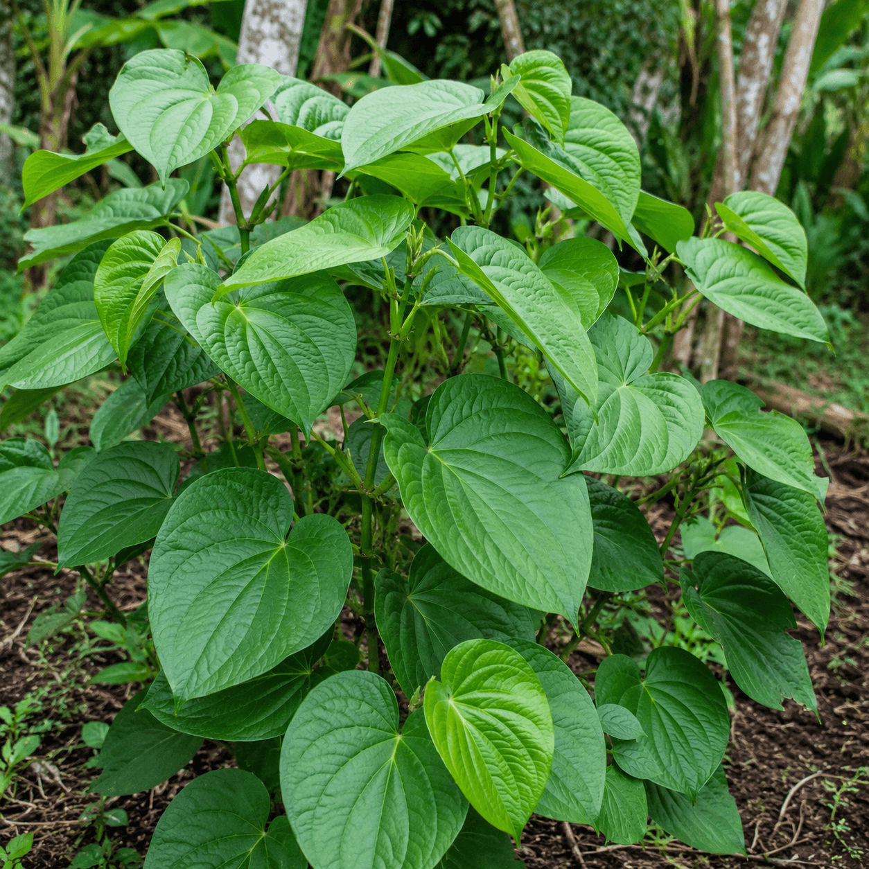 Educational visual for Kava profile — Piper methysticum plant