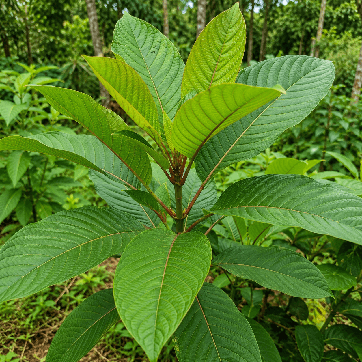Educational visual for Kratom profile — Mitragyna speciosa plant