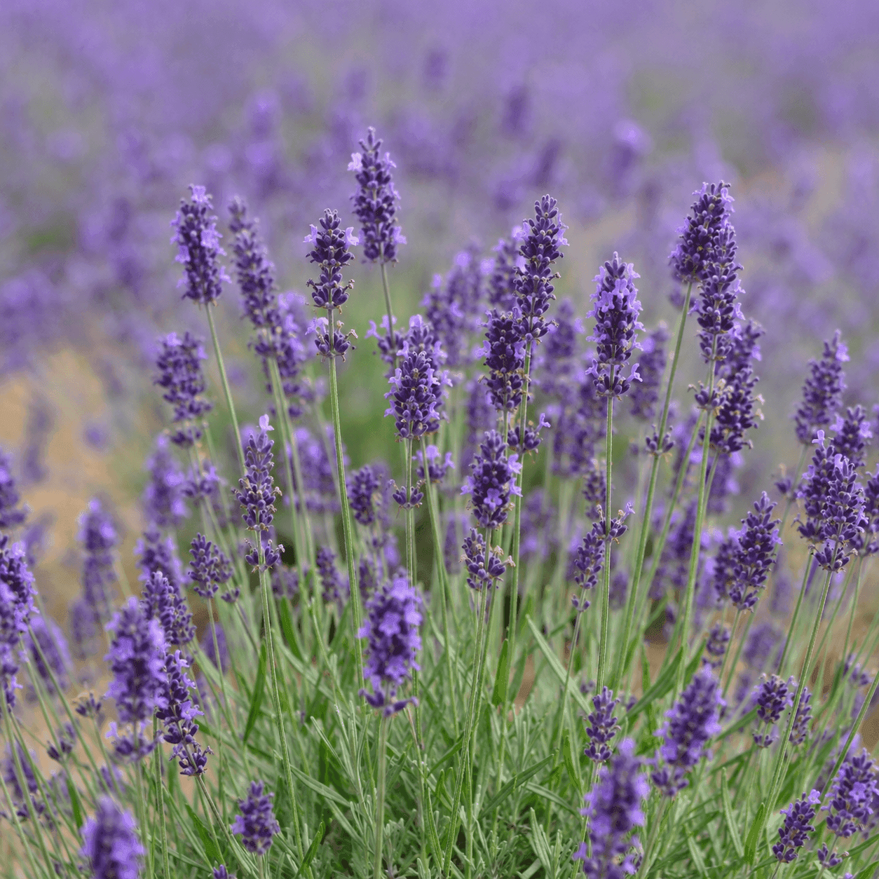 Educational visual for Lavender profile — Lavandula angustifolia field
