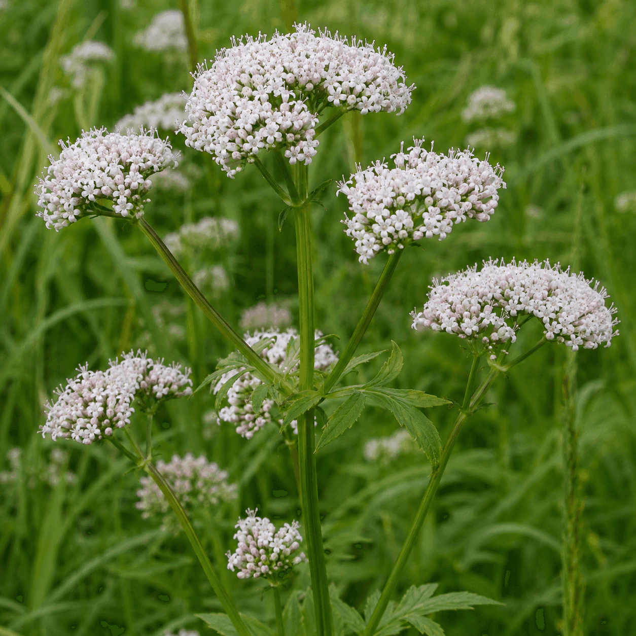Educational visual for Valerian profile — Valeriana officinalis flowers